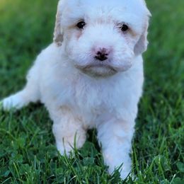 Bernedoodle Puppies from Mt. Rainier Doodle Dogs