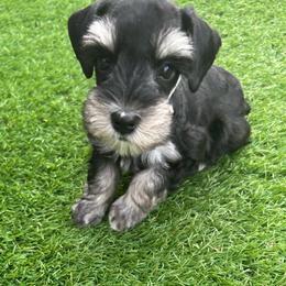 Brock - Black and silver male Miniature Schnauzer puppy in Canyon Lake, Texas from Chambers Schnauzers