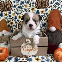 Adonis - Red and white male American Corgi puppy in Waskom, Texas from Piney Woods Corgis