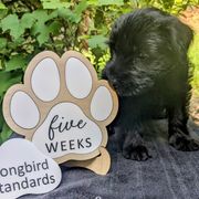 Licorice Boy - Black male Standard Schnauzer puppy in Bowie, Maryland from Songbird Standard Schnauzers