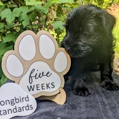 Licorice Boy - Black male Standard Schnauzer puppy in Bowie, Maryland from Songbird Standard Schnauzers