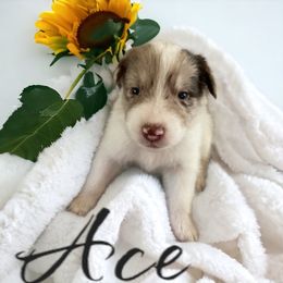 Australian Shepherd and Miniature Australian Shepherd Puppies from Southern Blessed Farm