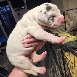 Meringue pie - Blue and white male Great Dane puppy in Monroe County, Pennsylvania from Poke-A-Nose Danes