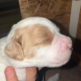 Purple Collar - Parti female Goldendoodle puppy in Winchester, Tennessee from Mahaffey’s Doodles