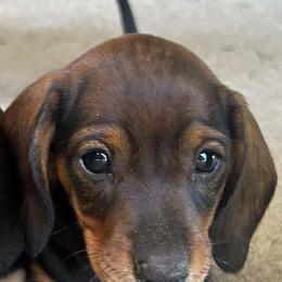 Dachshund Puppies from David cook