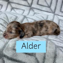 Cream Brindle Dapple Longhair - 5400 - Pet Only - CKC - Alder - Dapple male Dachshund puppy in Pauls Valley, Oklahoma from Simply Happy Dachshunds