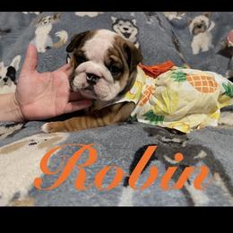 Robin - Red and white female Bulldog puppy in Nampa, Idaho from Davis Bullies