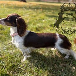 Hazel - Dachshund