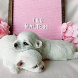 Maltese Puppies from T&C Maltese