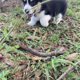 American Corgi and Pembroke Welsh Corgi Puppies from Swell Corgis