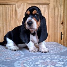 Gertie - Black brown and white female Basset Hound puppy in Mack's Creek, Missouri from Mack's Creek Basset Hounds