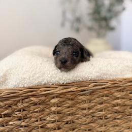 Plot twist - Black female Goldendoodle puppy in Ivins Utah, Utah from Luxi Paws Doodles