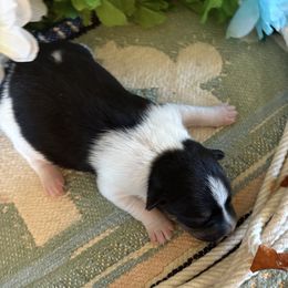Porsche - Black white and tan female Rat Terrier puppy in Savoy, Texas from Rockin EZ Rat Terriers