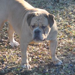 Tia Marie - Olde English Bulldogge