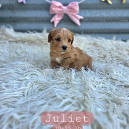 Juliet - female Cavapoochon puppy in Bullard, Texas from Cavapoochon Central LLC