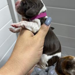 Pink girl - Tri-Roan female English Springer Spaniel puppy in Fairfield, California from Goldridge Springers