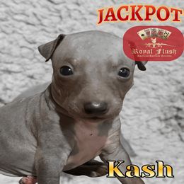 Boy 2 - male American Hairless Terrier puppy in Atlanta, Georgia from Royal Flush Kennels