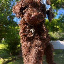 Islander - Chocolate female Goldendoodle puppy in Middletown, Ohio from Lady Doodle Farm