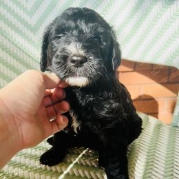 Sheepadoodle Puppies from Boujie Doo’s