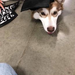 Siberian Husky Puppies from Star Blue Siberians