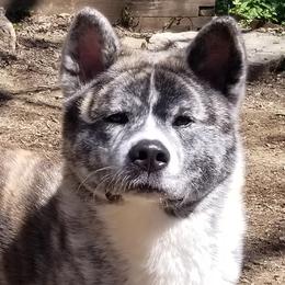 Takara - Akita