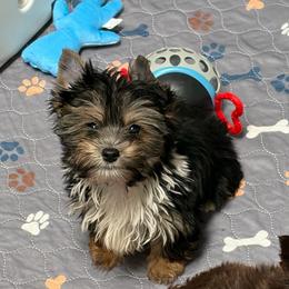 Troy - Black and tan male Yorkshire Terrier puppy in Lafayette, Georgia from Berggipfel Yorkies