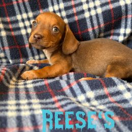 Reese's - Red male Dachshund puppy in New Mexico from Long Dog Ranch