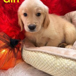 Golden Retriever Puppies from American True Golden retriever