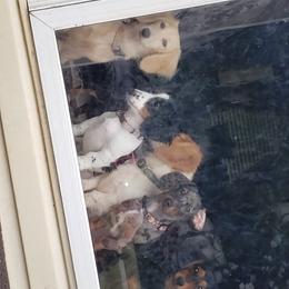 Basset Hound and Dachshund Puppies from V's Southern Angels