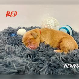 Red Collar - Golden male Golden Retriever puppy in Kenyon, Minnesota from Double W Golden Retrievers