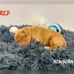 Red Collar - Golden male Golden Retriever puppy in Kenyon, Minnesota from Double W Golden Retrievers