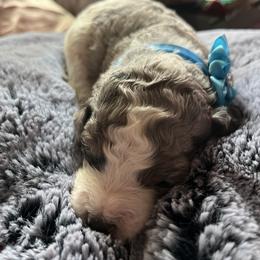Aussiedoodle Puppies from Kiki’s Doodles