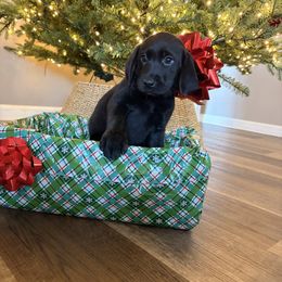 Brown - Black female Labrador Retriever puppy in Talking Rock, Georgia from Bethel Woods Kennels