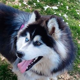 Vandal - Siberian Husky