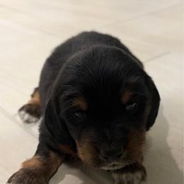 Mowgly - Black and tan male Dachshund puppy in Tampa, Florida from M&M Pups