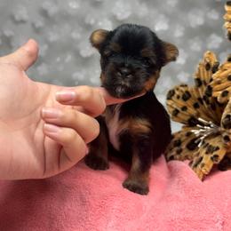 Kristoff - Black and tan male Yorkshire Terrier puppy in Moultrie, Georgia from Alina's Royal Yorkies