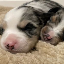 Miniature Australian Shepherd Puppies from Blue Skye's Miniature Australian Shepherds