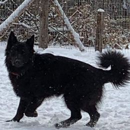 Bear - German Shepherd