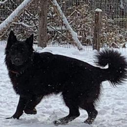 Bear - German Shepherd