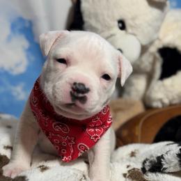 Secretariat - Black tri-color female American Bully puppy in Princeton, Texas from District 12 Kennels