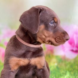 Doberman Pinscher Puppies from European Dobermans