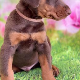 Doberman Pinscher Puppies from European Dobermans