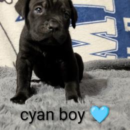 Cane Corso Puppies from Regal guardian cane corso