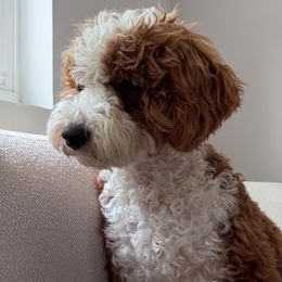 Maple - Goldendoodle