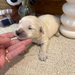 Blue - Light golden male Golden Retriever puppy in Grant County, Indiana from On The Sunny Side Pavey Farms