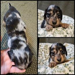 Black Dapple - Black and tan male Dachshund puppy in Panama City Fl, Florida from Southern Bliss Doxies