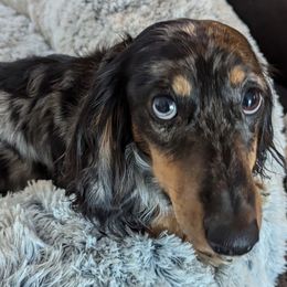 Nacho - Dachshund
