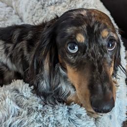 Nacho - Dachshund