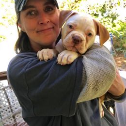 American Bulldog Puppies from Beth’s Bullys