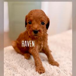 Raven - Red  female Goldendoodle puppy in Glendale, Arizona from Follow Your Bliss Doodles